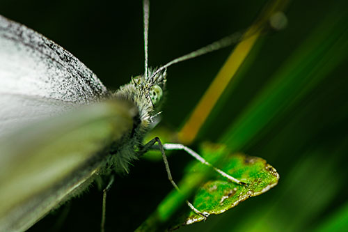 Resting Wood White Butterfly Perched Atop Leaf (Green Tint Photo)