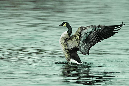 Rising Canadian Goose Spreading Wings Among Lake Top (Green Tint)