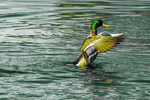 Rising Mallard Duck Flapping Wings Among Rippling Water (Green Tint)