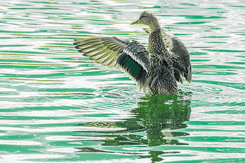 Rising Mallard Duck Flaps Wings Atop Lake (Green Tint)