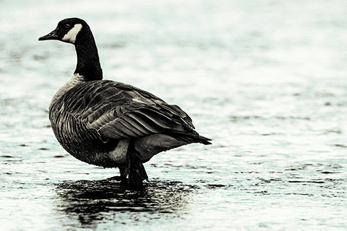 River Walking Canadian Goose (Green Tint Photo)