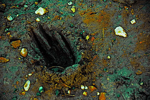 Rocks Surround Deep Mud Paw Footprint (Green Tint Photo)
