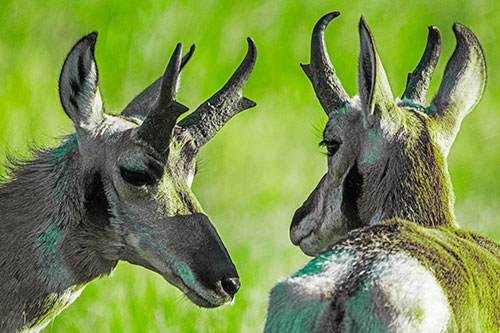 Romantic Pronghorn Couple Get Close (Green Tint)