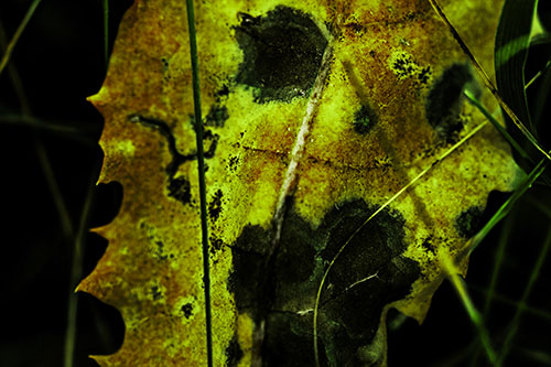 Rot Screaming Leaf Face Among Grass Blades (Green Tint Photo)