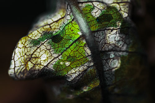 Rotting Veined Leaf Stem Face (Green Tint Photo)