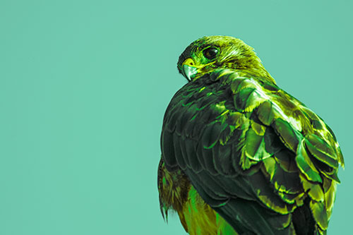 Rough Legged Hawk Glancing Backwards (Green Tint Photo)