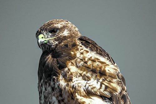 Rough Legged Hawk Keeping An Eye Out (Green Tint Photo)