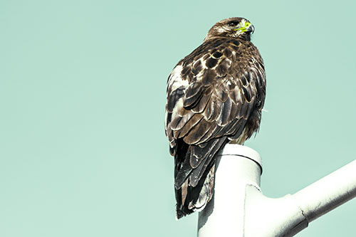Rough Legged Hawk Occupies Light Pole Top (Green Tint Photo)