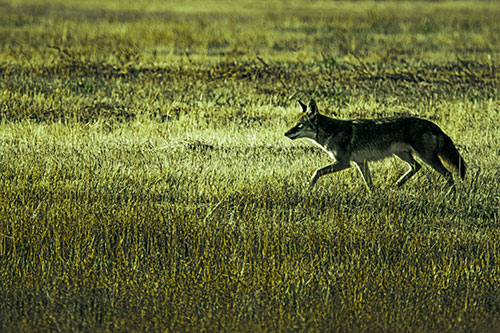 Running Coyote Hunting Among Grass Prairie (Green Tint Photo)