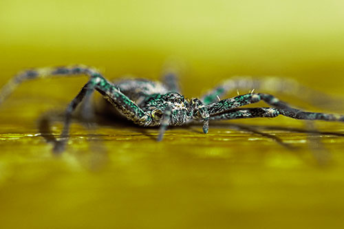 Running Crab Spider Resting Among Bench (Green Tint)