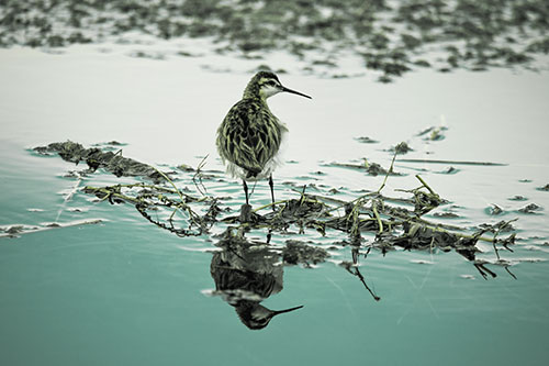 Sandpiper Bird Perched On Floating Lake Stick (Green Tint Photo)