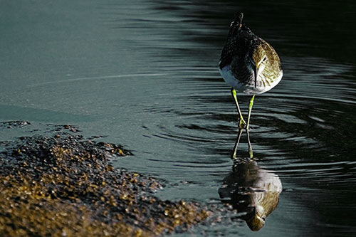 Sandpiper Watching Water Rippling Among Shoreline (Green Tint)