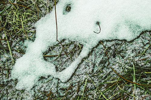 Screaming Stick Eyed Snow Face Among Grass (Green Tint Photo)