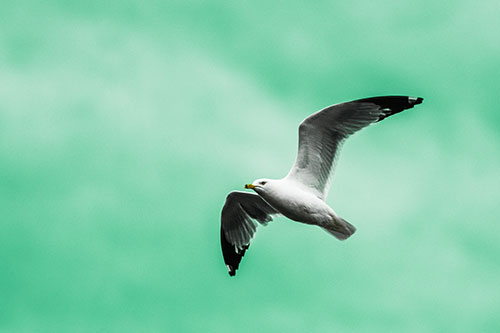 Seagull Flying Among Cloudy Overcast Sky (Green Tint)