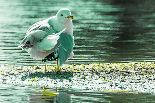 Seagull Grooming Itself Among Lake Shore (Green Tint)