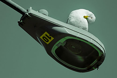 Seagull Grooming Self Atop Street Light Pole (Green Tint)