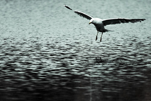 Seagull Landing On Lake Water (Green Tint Photo)