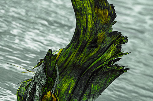Seasick Faced Tree Log Among Flowing River (Green Tint Photo)