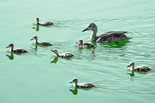 Seven Mallard Ducklings Swimming With Mother (Green Tint)