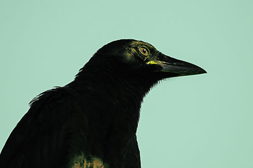 Shaded Crow Gazing Towards Sunlight (Green Tint Photo)
