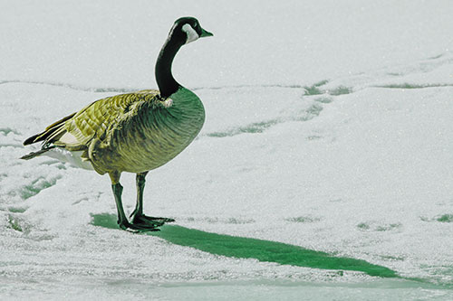 Shadow Casting Canadian Goose Standing Among Snow (Green Tint Photo)