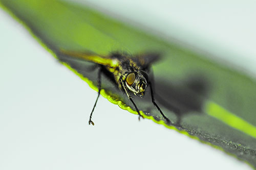 Shadow Casting Cluster Fly Dangles Leg Off Plant Leaf (Green Tint)