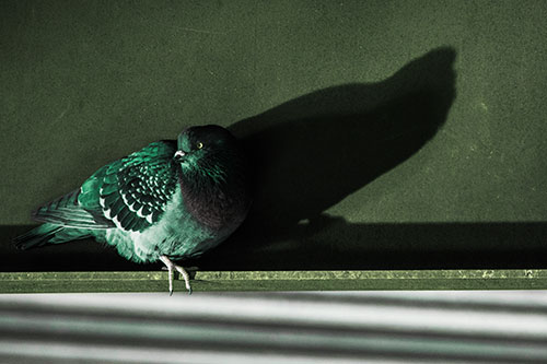 Shadow Casting Pigeon Looking Towards Light (Green Tint Photo)