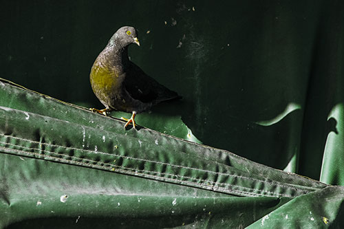 Shadow Casting Pigeon Perched Along Dirty Sloping Tarp (Green Tint)