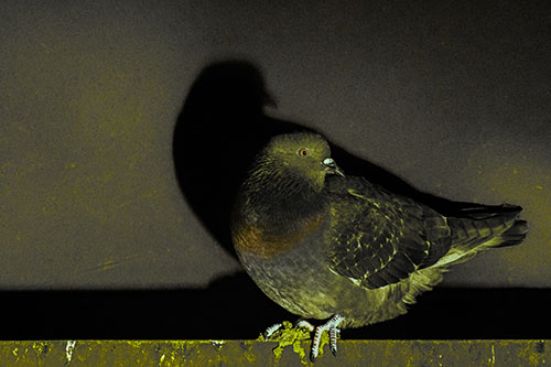 Shadow Casting Pigeon Perched Among Steel Beam (Green Tint Photo)