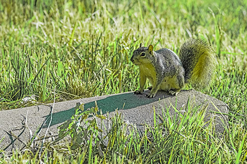 Shadow Casting Squirrel Sitting Atop Concrete Drain (Green Tint)