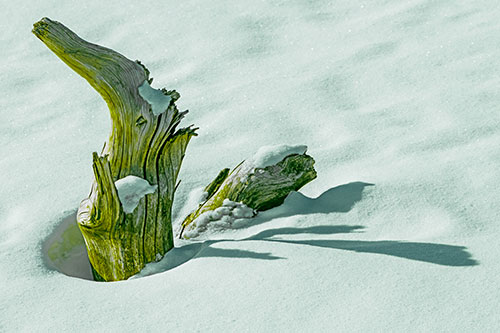 Shadow Casting Tree Trunk Waving Among Snow (Green Tint)