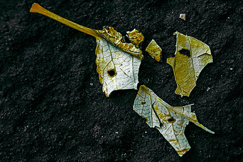 Shattered Leaf Face Separating Atop Pavement (Green Tint)