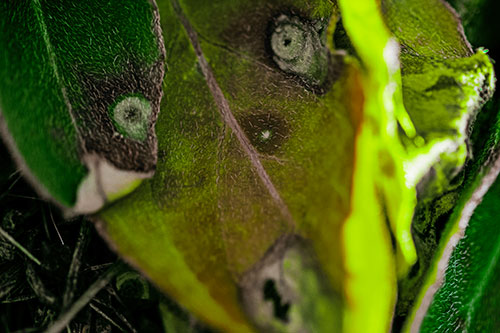 Shocked Fuzzy Decaying Leaf Face Among Sunlight (Green Tint Photo)