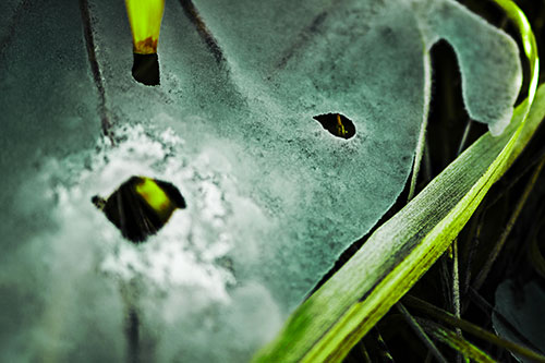 Shocked Peeling Grass Eyed Ice Face (Green Tint Photo)