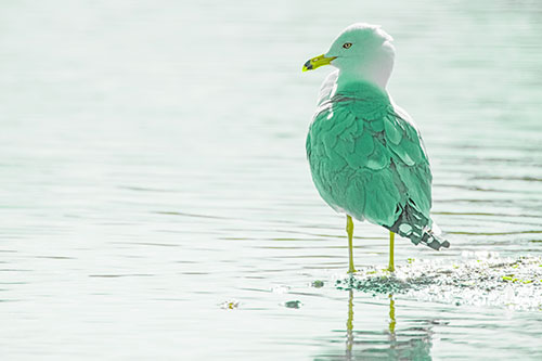 Shore Standing Seagull Watches Across Lake (Green Tint)
