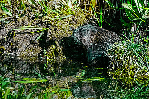 Shy Muskrat Sits Among Shallow Stream (Green Tint)