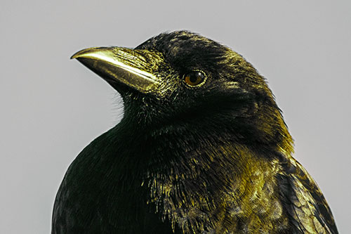 Side Glancing Crow Among Sunlight (Green Tint Photo)