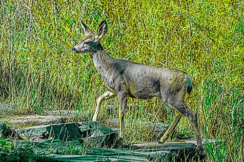 Side Glancing Mule Deer Walking Up Stepping Stones (Green Tint)