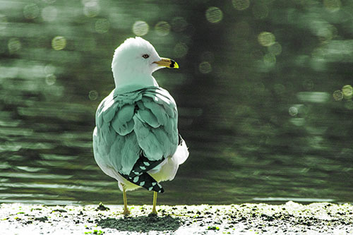 Sideways Glancing Seagull Observing Lake Surroundings (Green Tint)