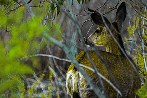 Sideways Glancing White Tailed Deer Beyond Tree Branches (Green Tint Photo)