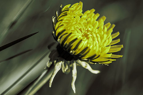 Sideways Taraxacum Flower Blooming Towards Light (Green Tint Photo)