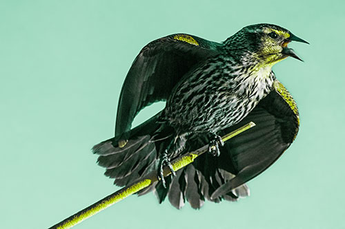 Singing Female Red Winged Blackbird Gripping Broken Cattail (Green Tint)