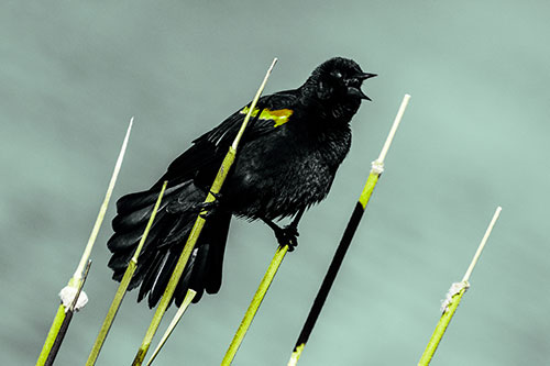 Singing Red Winged Blackbird Gripping Ahold Between Leaning Cattail Branches (Green Tint)