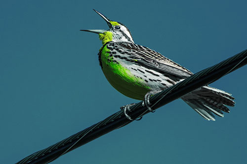 Singing Western Meadowlark Perched Atop Powerline Wire (Green Tint Photo)