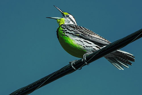 Singing Western Meadowlark Perched Atop Powerline Wire (Green Tint)