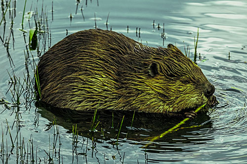 Sitting Beaver Nibbles Branch Along Shallow Rivershore (Green Tint)