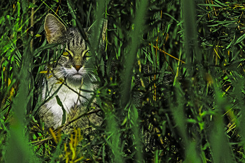 Sitting Cat Gazes Through Reed Grass (Green Tint)