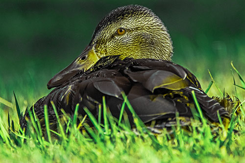 Sitting Mallard Duck Resting Among Grass (Green Tint Photo)