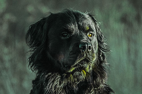 Sitting Rottweiler Dog Poses Among Sunrise (Green Tint)