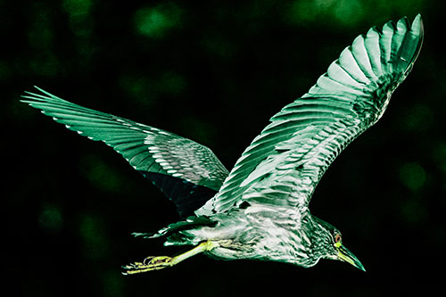 Skittish Black Crowned Night Heron Flying Towards Seclusion (Green Tint)